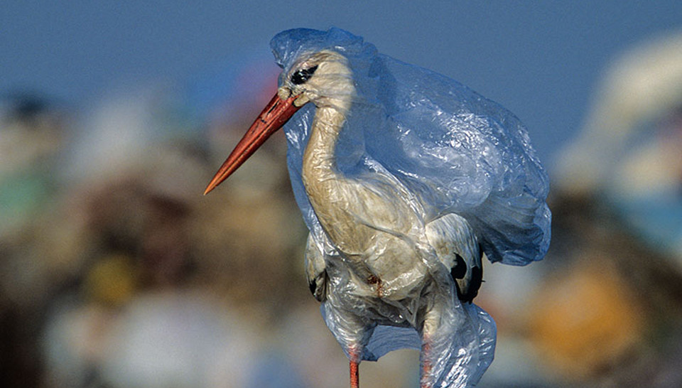 It’s Time to Ditch Your Plastic Bag Habit
